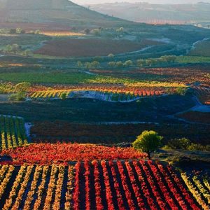 Rioja Wine Tour